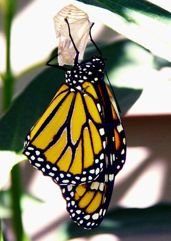 butterfly, monarch, monarch butterfly, nature, animal, butterfly, monarch, monarch, monarch, monarch butterfly, monarch butterfly, monarch butterfly, monarch butterfly, monarch butterfly